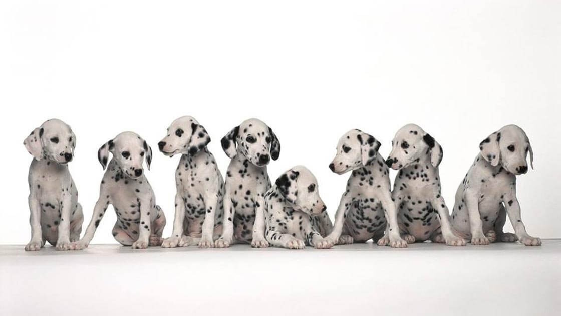 Dalmatian Breed Puppies