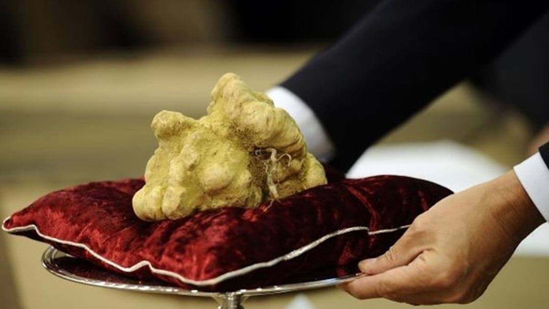 The biggest truffle in the world weighing more than 1.31 kilograms on a red cushion